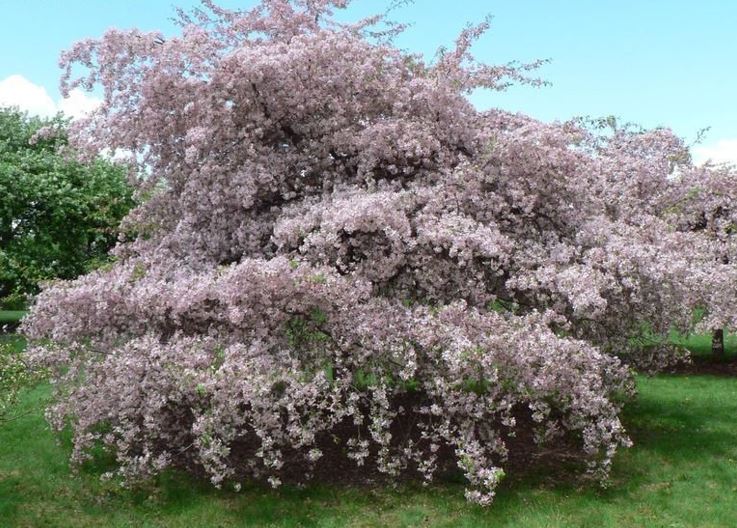 Flowering Crabapple Louisa