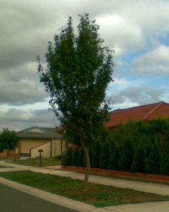 Flowering Pear, Callery Pear Chanticleer