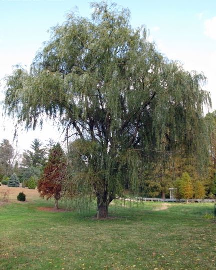 Salix, Golden Weeping Willow, Wisconsin Weeping Willow Tristis