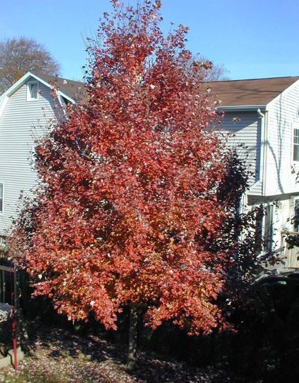 Acer, Red Maple, Scarlet Maple Tree October Glory