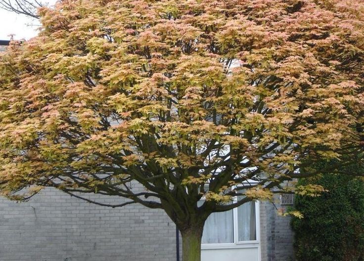 Acer, Sycamore Maple Brilliantissimum