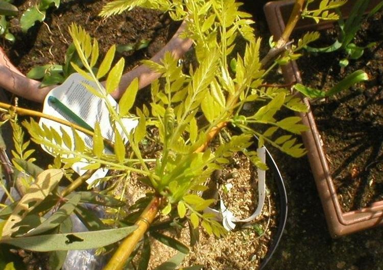 Gleditsia, Thornless Honeylocust Sunburst