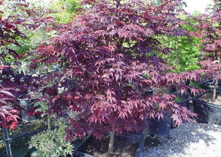 Acer, Japanese Maple Red Emperor