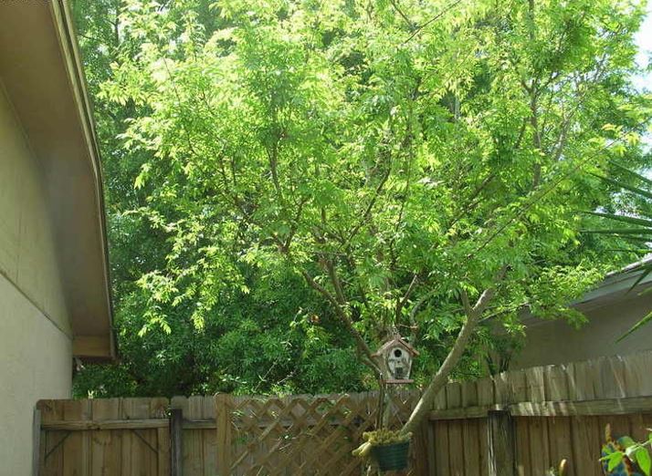 Chinese Elm, Lacebark Elm, Drake Elm Drake