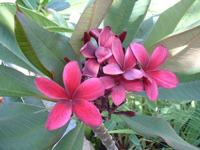 Plumeria, Frangipani, Nosegay, Pagoda Tree, Temple Flower Hilo Beauty