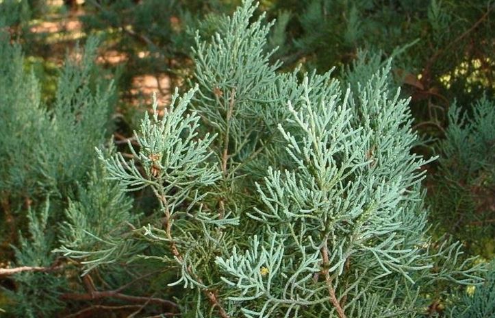 Red Cedar Juniper, Eastern Red Cedar Grey Owl
