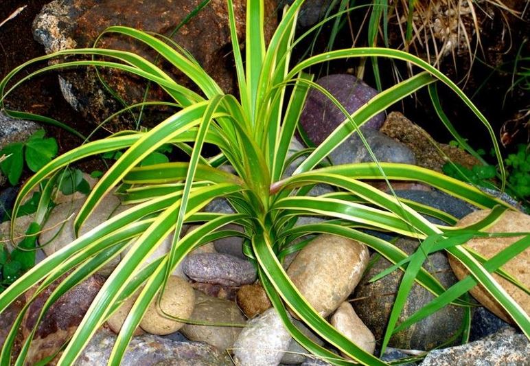 Beaucarnea, Bottle Palm, Variegated Ponytail Palm Gold Star