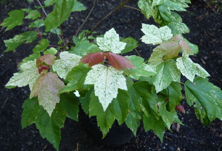 Red Maple, Scarlet Maple Candy Ice