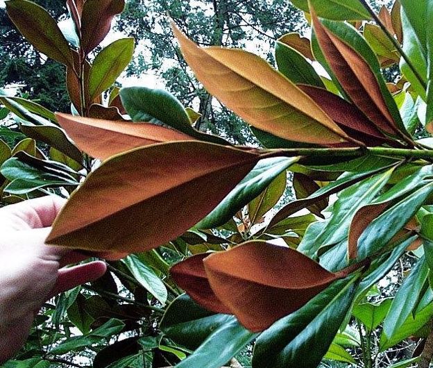 Southern Magnolia D.D. Blanchard