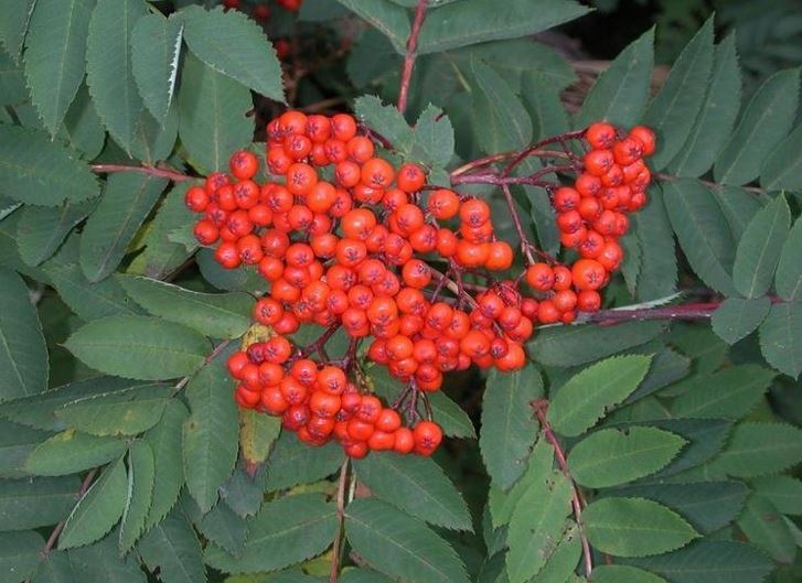 American Mountain Ash, Dogberry