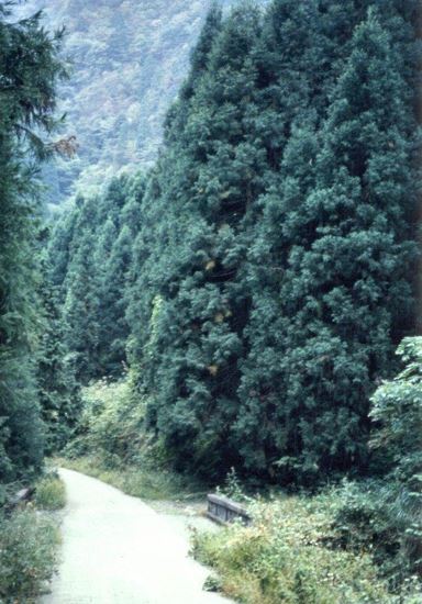 Cryptomeria Species, Japanese Cedar, Japanese Redwood