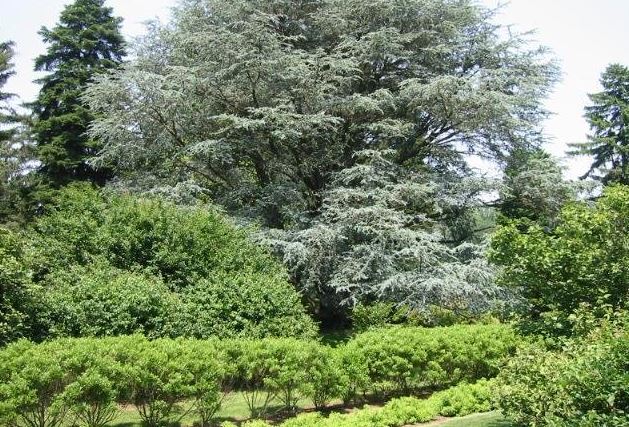 Atlas Cedar Fastigiata