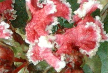 Lagerstroemia, Crape Myrtle, Crepe Myrtle Peppermint Lace