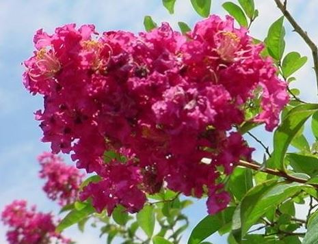 Lagerstroemia, Crape Myrtle, Japanese Crepe Myrtle Tonto