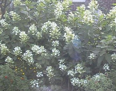 Panicle Hydrangea, Tree Hydrangea Tardiva