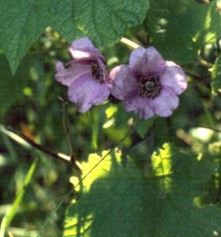 Rubus Species, Flowering Raspberry, Purple-Flowering Raspberry, Thimbleberry
