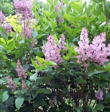 Syringa, Korean Lilac, Manchurian Miss Kim