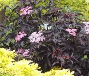 Sambucus, Black Elder, Bourtree, Elderberry, European Elder Black Beauty