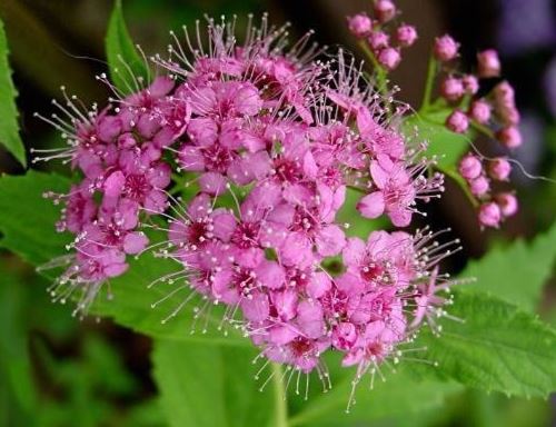 Spiraea, Japanese Meadowsweet, Japanese Spirea, Maybush Little Princess