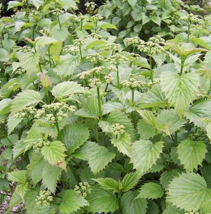 Viburnum, Southern Arrowwood, Roughish Arrowwood Blue Muffin