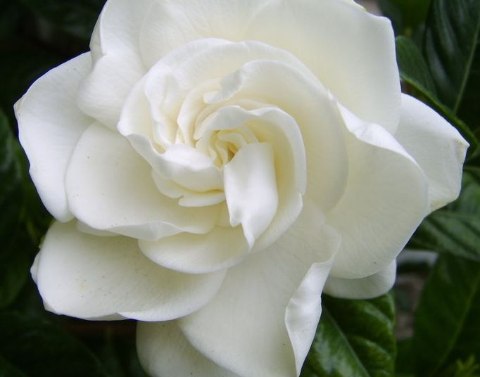 Gardenia, Cape Jasmine, Gandharaj Aimee
