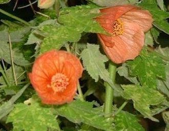 Abutilon, Flowering Maple Thompsonii