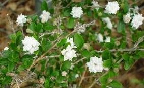 Snowrose, Tree of a Thousand Stars