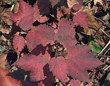 Viburnum Species, Maple-Leaved Arrowwood, Mapleleaf Viburnum, Dockmackie