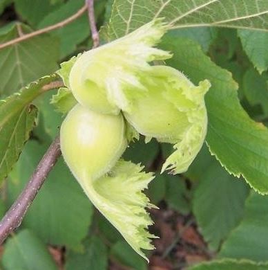 Corylus Species, American Filbert, American Hazelnut