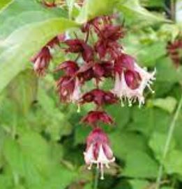 Leycesteria Species, Himalayan Honeysuckle, Elishas Tears