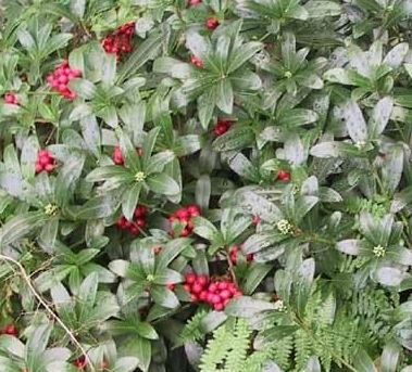 Japanese Skimmia