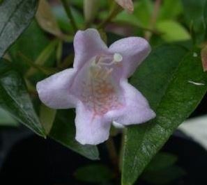 Linnaea, Glossy Abelia Edward Goucher
