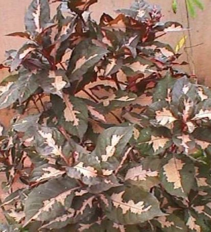 Graptophyllum Species, Caricature Plant, Jamaican Croton