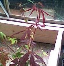 Japanese Maple