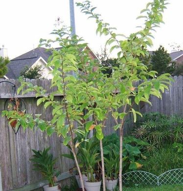 Lagerstroemia, Crape Myrtle, Japanese Crepe Myrtle Muskogee