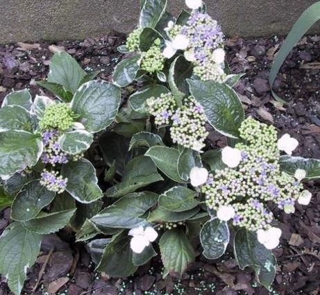 Bigleaf Hydrangea, Lacecap Mariesii Variegata