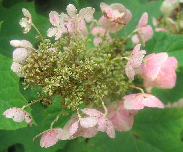 Oakleaf Hydrangea Alice