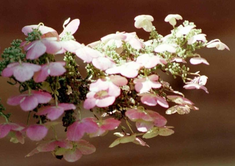 Oakleaf Hydrangea Snow Queen