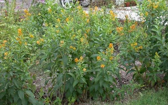 Cestrum Species, Orange Cestrum, Yellow Shrub Jessamine