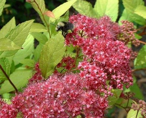 Japanese Spirea, Japanese Meadowsweet, Maybush Gold Flame