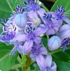 Hydrangea Species, Blue Evergreen Hydrangea, Chinese Quinine