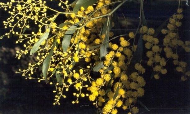 Acacia Species, Golden Wattle