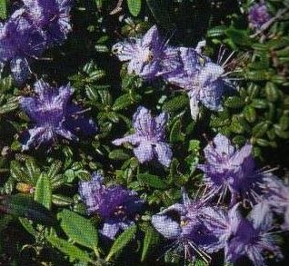 Rhododendron Species, Dwarf Rhododendron