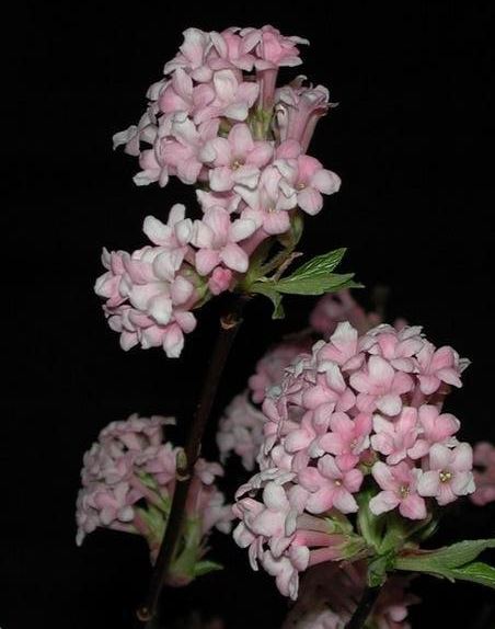 Viburnum, Arrowwood, Bodnant Viburnum Dawn