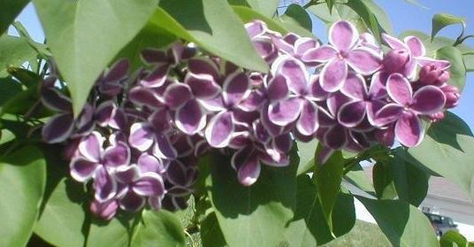 Syringa, Common Lilac, French Lilac Sensation