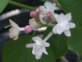 Syringa, Common Lilac, French Lilac Krasavitsa Moskvy