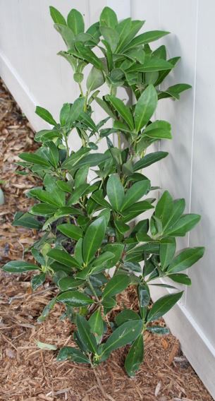 Illicium Species, Small-Flowered Anise Tree, Yellow Anise, Star Anise