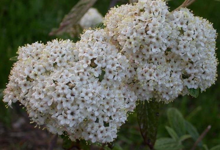 Viburnum Hybrid, Prague Viburnum Decker