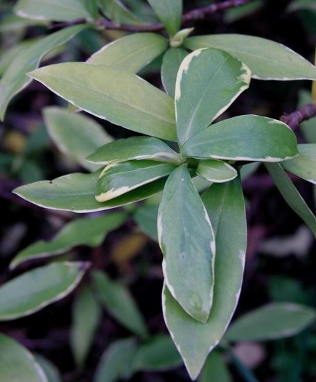Daphne, Fragrant Daphne, Variegated Winter Daphne Aureo-Marginata
