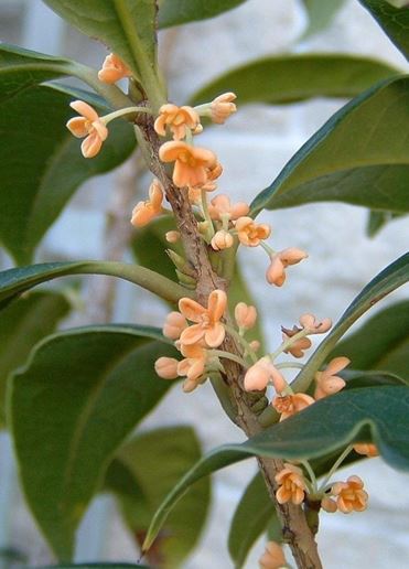 Osmanthus, Fragrant Tea Olive, Sweet Olive Aurantiacus